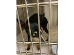 Adopt 12966 a Miniature Pinscher / Mixed dog in Covington, GA (34688805)