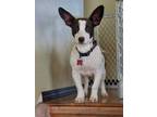 Adopt Torvi a White Dachshund / American Pit Bull Terrier / Mixed dog in