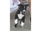 Adopt Gracie a Black - with White Boston Terrier / Mixed dog in Millen