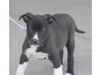 Adopt Bolt a Black - with White Boston Terrier / Mixed dog in Millen