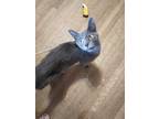 Adopt Diamond a Gray or Blue Domestic Shorthair / Russian Blue / Mixed cat in