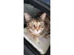 Adopt Cleopatra (Cleo) a Brown Tabby Abyssinian / Mixed (medium coat) cat in