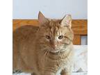 Adopt Kernel a Orange or Red Domestic Shorthair / Mixed (short coat) cat in