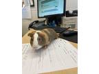 Adopt Jim a Tan or Beige Guinea Pig small animal in Wichita, KS (34686204)