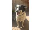 Adopt Abby a White - with Black Border Collie / Mixed dog in Escondido