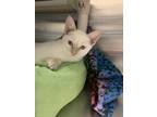Adopt Phoenix a White Domestic Shorthair / Domestic Shorthair / Mixed cat in