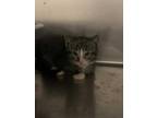 Adopt Peacoat a All Black Domestic Shorthair / Domestic Shorthair / Mixed cat in