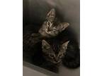 Adopt Pigeon a All Black Domestic Shorthair / Domestic Shorthair / Mixed cat in