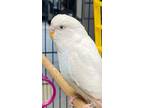 Adopt Brave a White Parakeet -