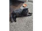 Adopt Yoda a Black (Mostly) Domestic Longhair / Mixed (long coat) cat in Peyton