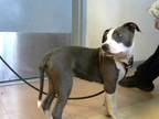 Adopt BUDDY a Gray/Silver/Salt & Pepper - with White American Pit Bull Terrier /