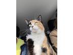 Adopt Isla a Calico or Dilute Calico Calico / Mixed (medium coat) cat in Albion