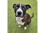 Adopt ASPEN a Black - with White American Pit Bull Terrier / Mixed dog in