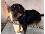 Adopt SADDIES a Black - with White Rottweiler / Mixed dog in Tucson