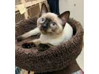 Adopt Bean a Tan or Fawn Siamese / Domestic Shorthair / Mixed cat in Oakville