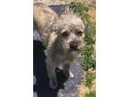 Adopt rocko a Tan/Yellow/Fawn Terrier (Unknown Type, Small) / Mixed dog in