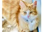 Adopt Hannah a Domestic Shorthair / Mixed (long coat) cat in Heber