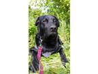 Adopt Sadie a Labrador Retriever / Mixed dog in Victoria, BC (34686692)