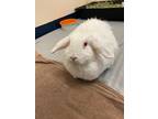 Adopt Rosie a American / Mixed rabbit in Vancouver, BC (34686469)