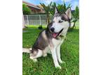 Adopt Balto a Black - with White Siberian Husky / Mixed dog in Winter Springs