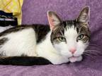 Adopt Bennie a Domestic Shorthair / Mixed cat in Kingston, NY (34686321)