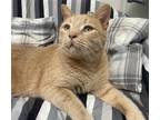 Adopt Jax a Domestic Shorthair / Mixed cat in Barrie, ON (34686778)