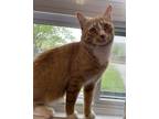 Adopt Loki a Domestic Shorthair / Mixed cat in Barrie, ON (34686777)
