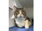 Adopt Melody a Domestic Shorthair / Mixed cat in Barrie, ON (34686775)