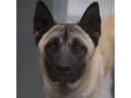 Adopt *CHICO a Tan/Yellow/Fawn Akita / Mixed dog in Las Vegas, NV (34686599)