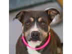 Adopt *TANIA a Brown/Chocolate - with Tan American Pit Bull Terrier / Mixed dog