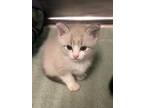 Adopt Salt a White Domestic Shorthair / Domestic Shorthair / Mixed cat in