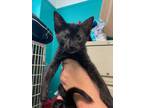 Adopt Pantera a All Black Domestic Shorthair / Domestic Shorthair / Mixed cat in