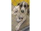 Adopt Spot a White - with Brown or Chocolate Great Pyrenees / Mixed dog in
