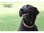 Adopt Myra a Black Mixed Breed (Medium) / Labrador Retriever dog in Calgary
