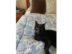 Adopt Lucky a All Black American Shorthair / Mixed (short coat) cat in