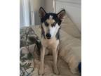 Adopt Sky a Black - with White Siberian Husky / Mixed dog in Winter Springs
