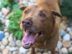 Adopt AKUMA a Brown/Chocolate Labrador Retriever / Shar Pei / Mixed dog in