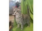 Adopt Jack a Gray or Blue Domestic Shorthair / Domestic Shorthair / Mixed cat in