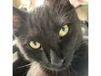 Adopt Merrick a All Black Domestic Shorthair / Domestic Shorthair / Mixed cat in