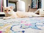 Adopt Murray a Cream or Ivory Ragdoll / Mixed (medium coat) cat in Westerville