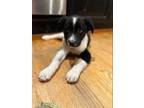 Adopt Trooper a Border Collie / Mixed dog in Dana Point, CA (34685930)