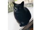 Adopt Bailey a All Black American Shorthair / Mixed (short coat) cat in