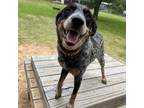 Adopt 50200051 a Black Australian Cattle Dog / Mixed dog in Bryan, TX (34685833)