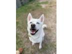 Adopt Lady Gaga a White Siberian Husky / Mixed dog in Winter Springs