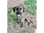 Adopt Almond a Brindle - with White Plott Hound / Mixed dog in Newberry