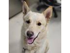 Adopt Helix a Tan/Yellow/Fawn Husky / Labrador Retriever / Mixed dog in