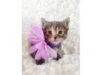 Adopt Jasmine a Calico or Dilute Calico Domestic Shorthair (short coat) cat in