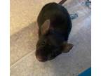 Adopt Alice a Black Mouse / Mouse / Mixed small animal in Auburn, WA (34685558)
