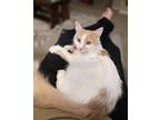 Adopt Minnie a White (Mostly) Turkish Angora / Mixed (long coat) cat in