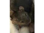 Adopt Carol a Brown or Chocolate Mouse / Mouse / Mixed small animal in Auburn